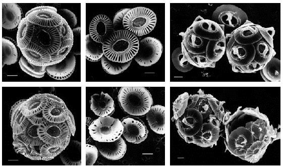 Different species of coccolithophores that have been exposed to differing level of acidity.
