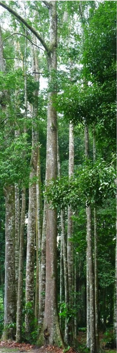 Dominant types of standing trees that
