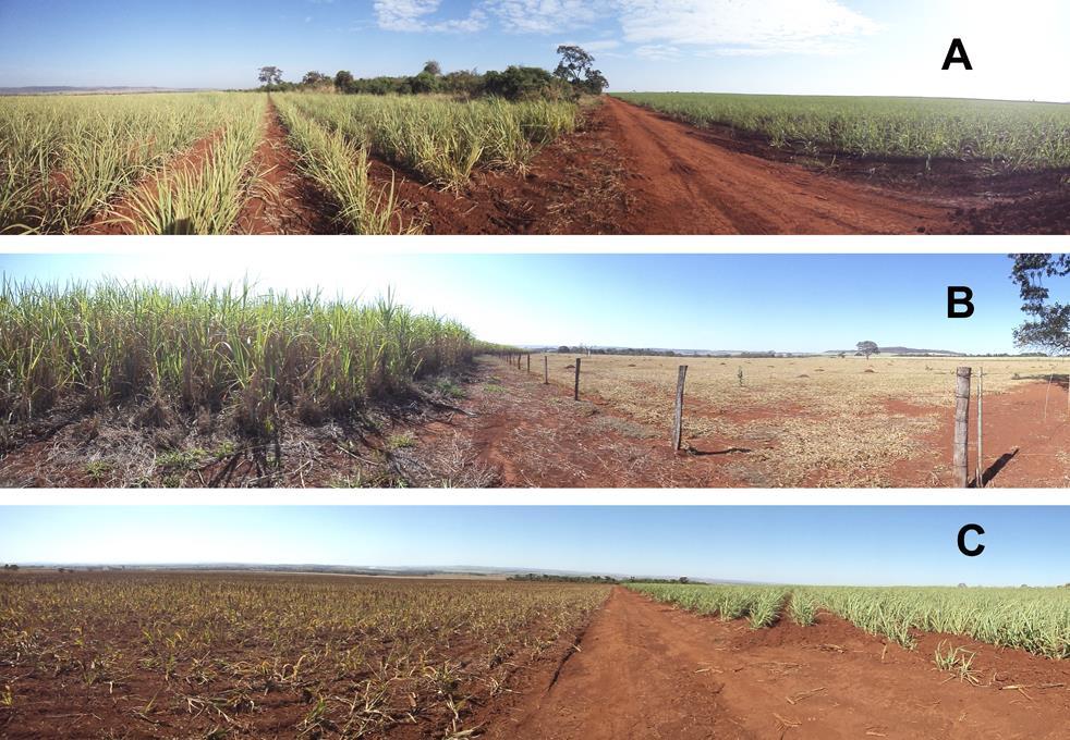 Figure S1: Examples of land use conversions to sugarcane in south-central Brazil: