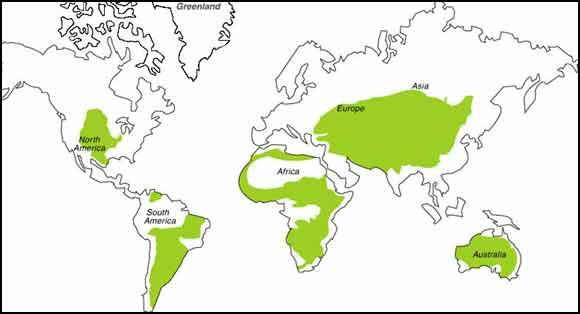 Grasslands cover a significant por/on of the Earth s land surface *30% of global land