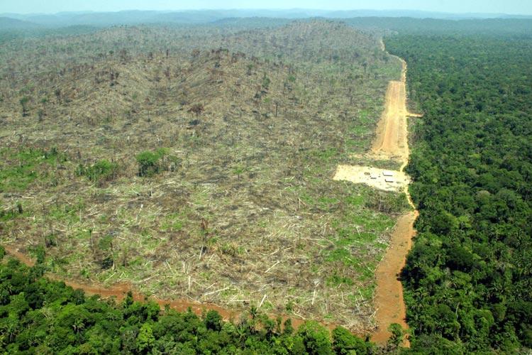 Tropical deforestation www.argentinaindependent.