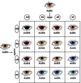 Epistasis One gene affects (controls) another gene s expression The eye color genes code for the production of a yellow-brown pigment First Iris Layer Pigment AA = Produce lots of pigment Aa =
