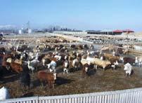 Produce huge quantities of manure Apply it to a small land area Alberta has 6.