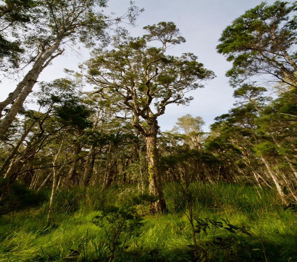 For personal use only Appendix 2 - Old Growth Tea Tree Plantation The Melaleuca tea tree is known globally for its medicinal properties, in particular it s anti microbial, anti inflammatory power.