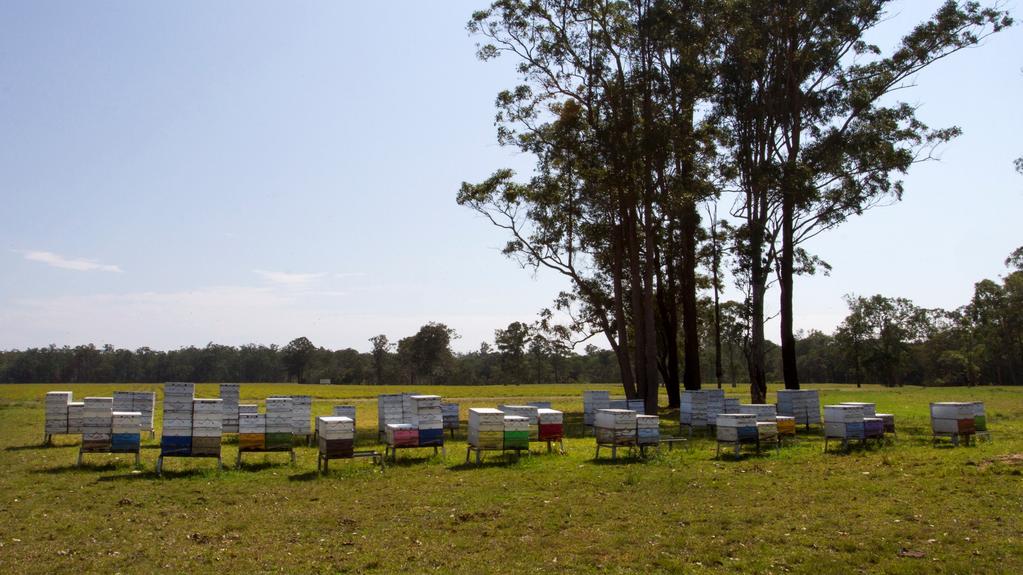 For personal use only Meluka Honey Current Update Established organic honey production Hives installed on old growth plantation to produce medicinal honey.