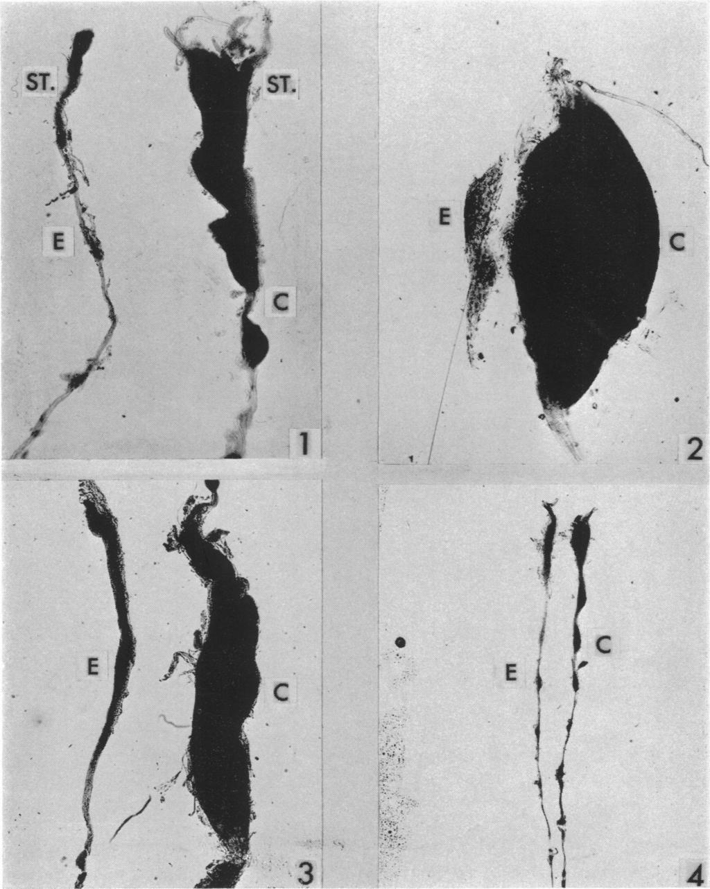 4J 9 1.2 }as ~~~~~E ; i e1 t is a, L..?1 'j PLATE I.-Effects of rabbit antiserum against the purified protein of mouse salivary gland. FIG. 1.-Stellate (St.