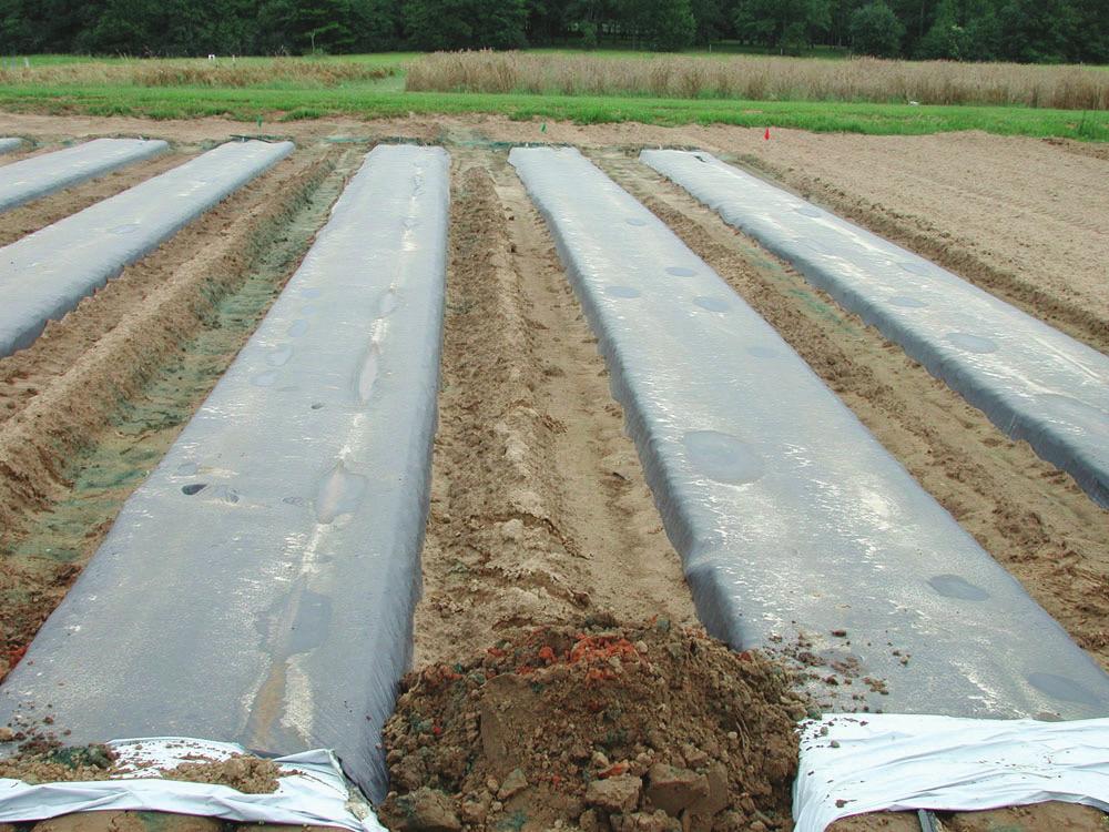 Figure 4. Water redistribution in the presence of an impermeable layer. In Quincy, FL on an Orangeburg loamy sand, dye appeared in the alleys (a).