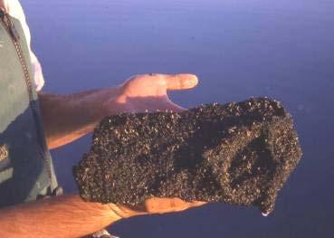 Biostrome Sampling Methods Stromatolite chunks broken off underwater Chl a