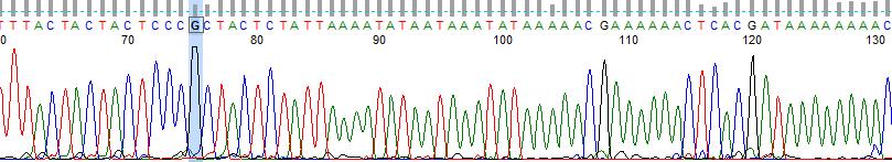 Figure SI 5: Exemplary Sanger Sequencing traces of