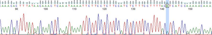 Figure SI 6: Sanger Sequence traces of PCR products from bisulfite