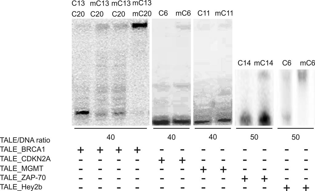 Figure SI 7: Denaturing PAGE analyses of exemplary primer extension assays for analysis of 5mC