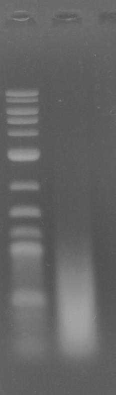 Figure SI 3: Agarose gel analysis of human whole genome amplified DNA randomly sheared