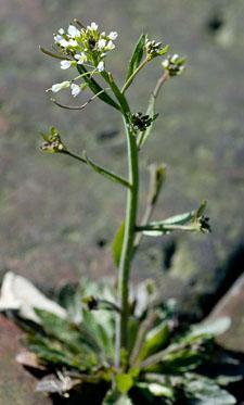 In Arabidopsis flowers, appearance is based, in part, upon the expression