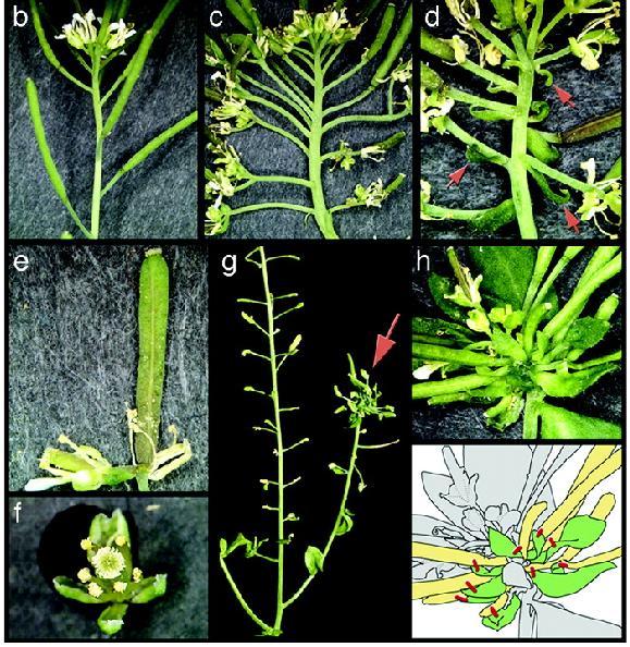 Ag-Enhancers Deletion analysis of 3-kb fragment revealed two enhancers that drive the GUS expression in Arabidopsis Flowers Combined