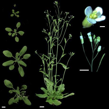 Growth Phases of Arabidopsis - Vegetative phase = plants grow leaves and
