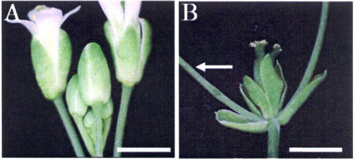 Inactivation and overexpression experiments had been done which demonstrated the control these genes had on flower initiation.