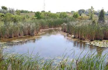 Action 5c Examine ways to control and prevent Phragmites invasion; monitor high-quality and susceptible wetlands, select demonstration areas for control, and plan steps for controlling established
