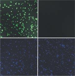 A 100 Carboxymethylfluorescein diacetate (Cell Tracker CMFDA) staining of Triton X-100-treated cells B Concentration Triton X-100 (percent) 0 0.