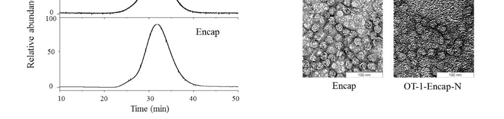 Figure S1. Characterization of Encap containing OT-1 peptides at the N-termini (OT-1-Encap-N). (A) Schematic representation of OT-1 peptide addition to the N-termini of Encap.
