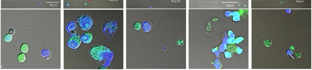 (green) derived from OT-1 transgenic mice with 1:3 ratio at 37 C for 2 hours.