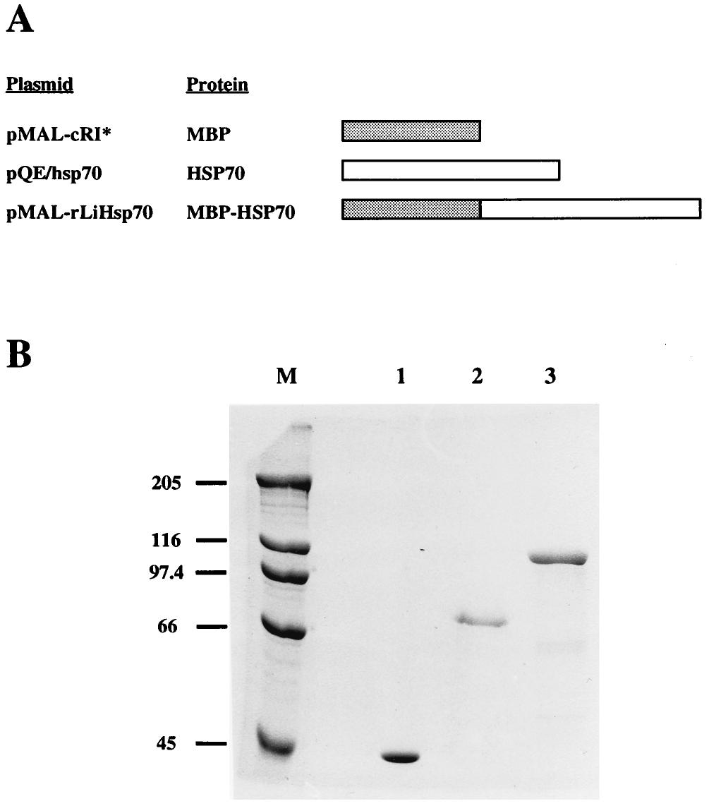 348 NOTES INFECT. IMMUN. FIG. 1. Analysis of recombinants MBP, HSP70, and MBP-HSP70 fusion protein.