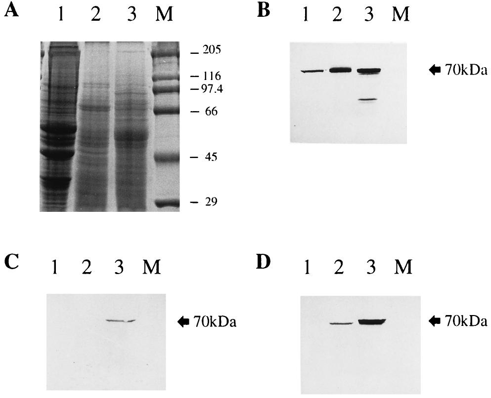 350 NOTES INFECT. IMMUN. FIG. 3. Western blot analysis of the specificity of the anti-hsp70 antibodies in immunized mice. (A) Total proteins of 10 7 human primary fibroblasts (lane 1), 10 7 T.