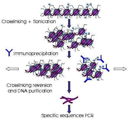 ChIP Binding Data Chromatin Immunoprecipitation Experiments Antibodies used to pull out parts of genomic sequence that are physically bound