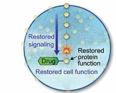 The interconnected proteins in molecular signaling pathways are responsible for normal cell function.