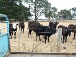 Assumptions for weaner system Weaners sold on 1st April (7-9 months) Weaners prices