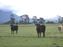 Assumptions for yearling system Yearling steers sold on 15th Dec (15-17 months) Cull heifers