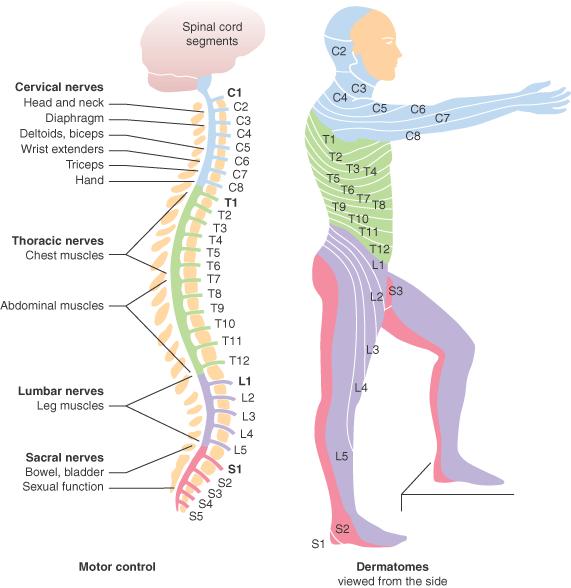 outcome measures for cervical spinal cord injury Two Methods to Measure Improvement in Motor Function UEMS Upper Extremity Motor Score: Sum of All Motor Function