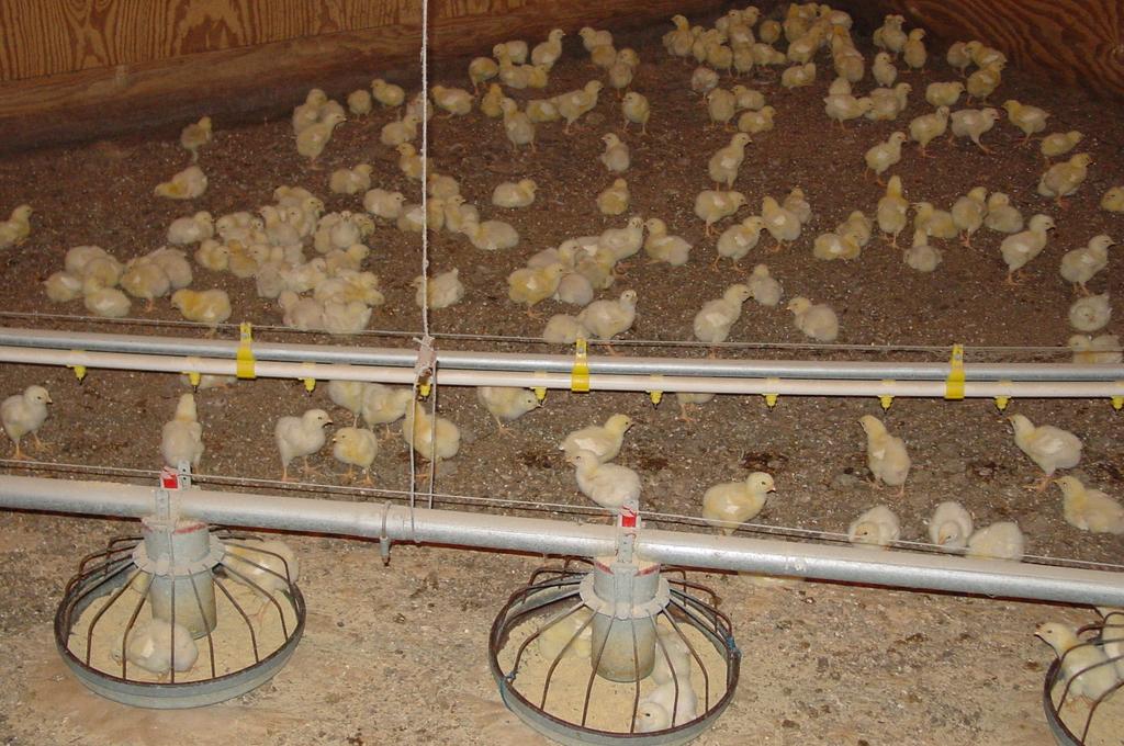 Goal: Quantify NH3 Loss from Broiler Production Approach: 500 bird chambers, acid traps on ventilation sys., Coop. w/ UMES, Univ. MD, Univ. DE, EPA - Ches. Bay Prog.
