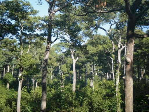 72%) Hill Forests in Chittagong Hill