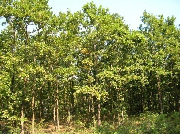 Forest Types of Bangladesh Sal