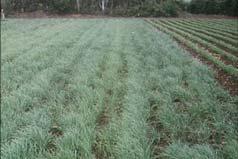 Cultural Strategies Crop selection and rotation Rotate weed-susceptible crops (carrots, onions, widely spaced crops)