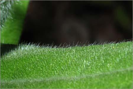 Leaf hairs can either limit herbicide absorption by holding droplets