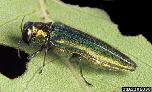 2014 Missouri Forest Health Highlights Missouri Department of Conservation, Forest Health Program Emerald Ash Borer The emerald ash borer (EAB), Agrilus planipennis, is a non-native forest pest