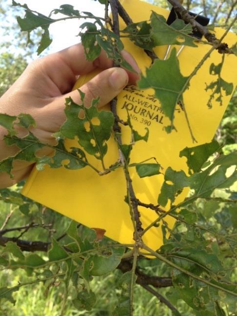 Early Detection, Rapid Response Survey Defoliator damage on post oak. (Missouri Dept. of Conservation) What is that?