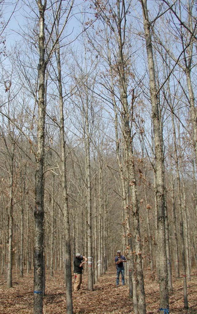 Factors affecting timber value Desirable species Straight stems Knots, scars, stain, decay Log length and