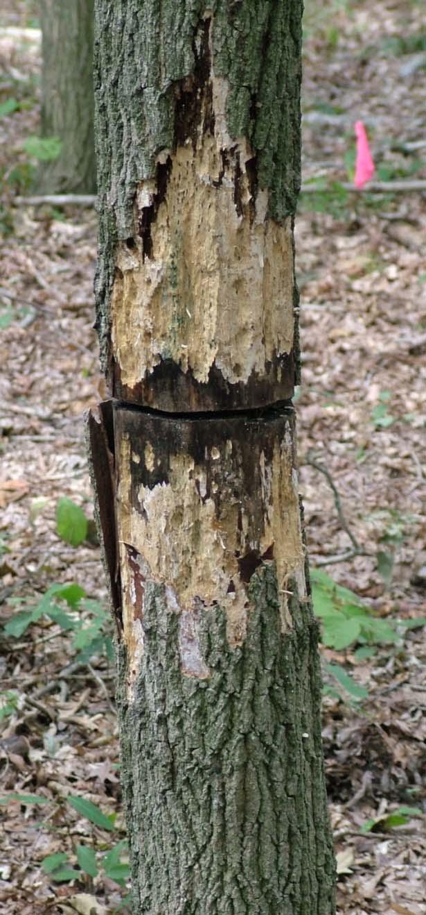 The USDA can help you with your woodland management costs Cost-sharing may be available for TSI, invasive species control,