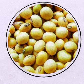 Conventional Products Oil and Cake Diversified Products (whole soybean based)