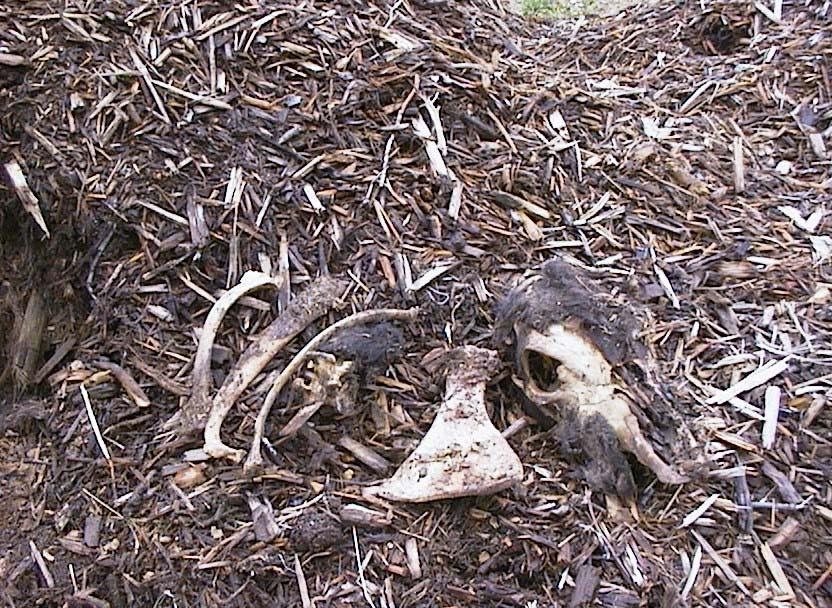 There were still remnants of hide (probably half of the hide and hair still remained) in both piles and the bones were still evident.