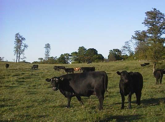 Introduction Shenandoah County livestock farmers have expressed concern regarding the disposing of livestock mortality.