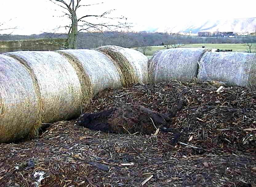 Farm 1 Farm 1 began composting beef mortalities in November, 2004, and has composted six large animals.