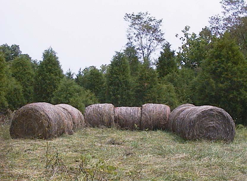 Farm 2 Farm 2 began composting animal mortalities in November 2004. The same U shaped round hay bale arrangement was used (Photograph 3). Woodchips were again used as a base.