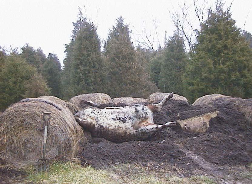 In March 2005, this farm had two additional cows die.