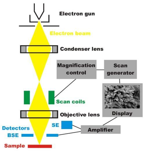 Scanning Electron Microscope (SEM) The Scanning Electron Microscope (SEM) produces images by detecting secondary electrons which are emitted from the surface due to excitation by the primary electron