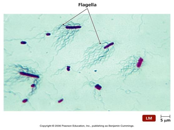 Flagella Staining: Flagella are fine, threadlike organelles of locomotion and are too small to be seen with light microscope and can be directly seen using Electron Microscope To observe them with