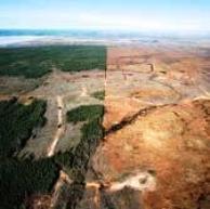 happening in areas that have been clear-cut for logging purposes Generally an irreversible process Land can