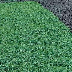 slow to release nitrogen (must be applied before growing season) Green manure freshly cut green vegetation plowed into soil